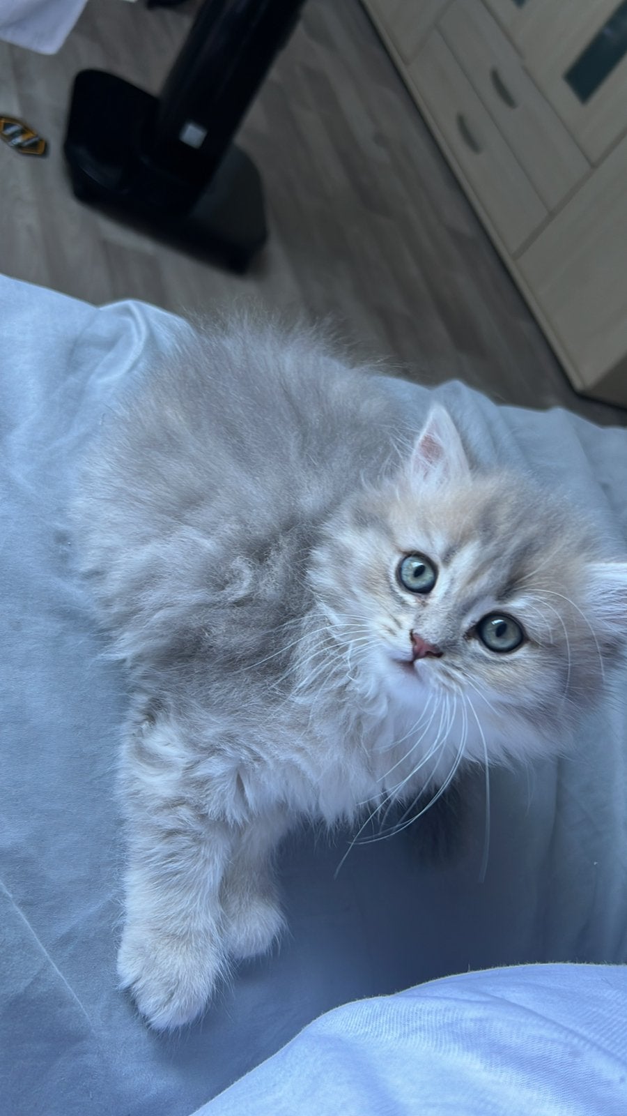 Te koop: 4 schattige kittens – Brits, Meerdere dieren