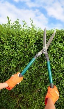 Ervaren Tuinhulp: reinigen snoeien onkruid, Bestrating