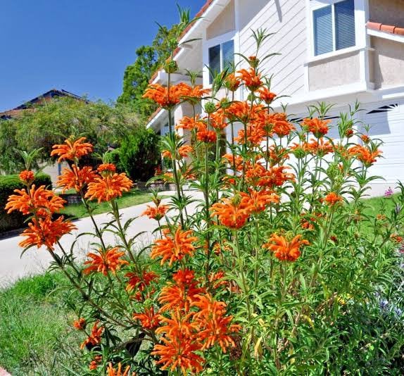 Leonotis leonurus. Leeuwenstaart, Tuin en Terras, Volle zon, Vaste plant, Zomer, Ophalen