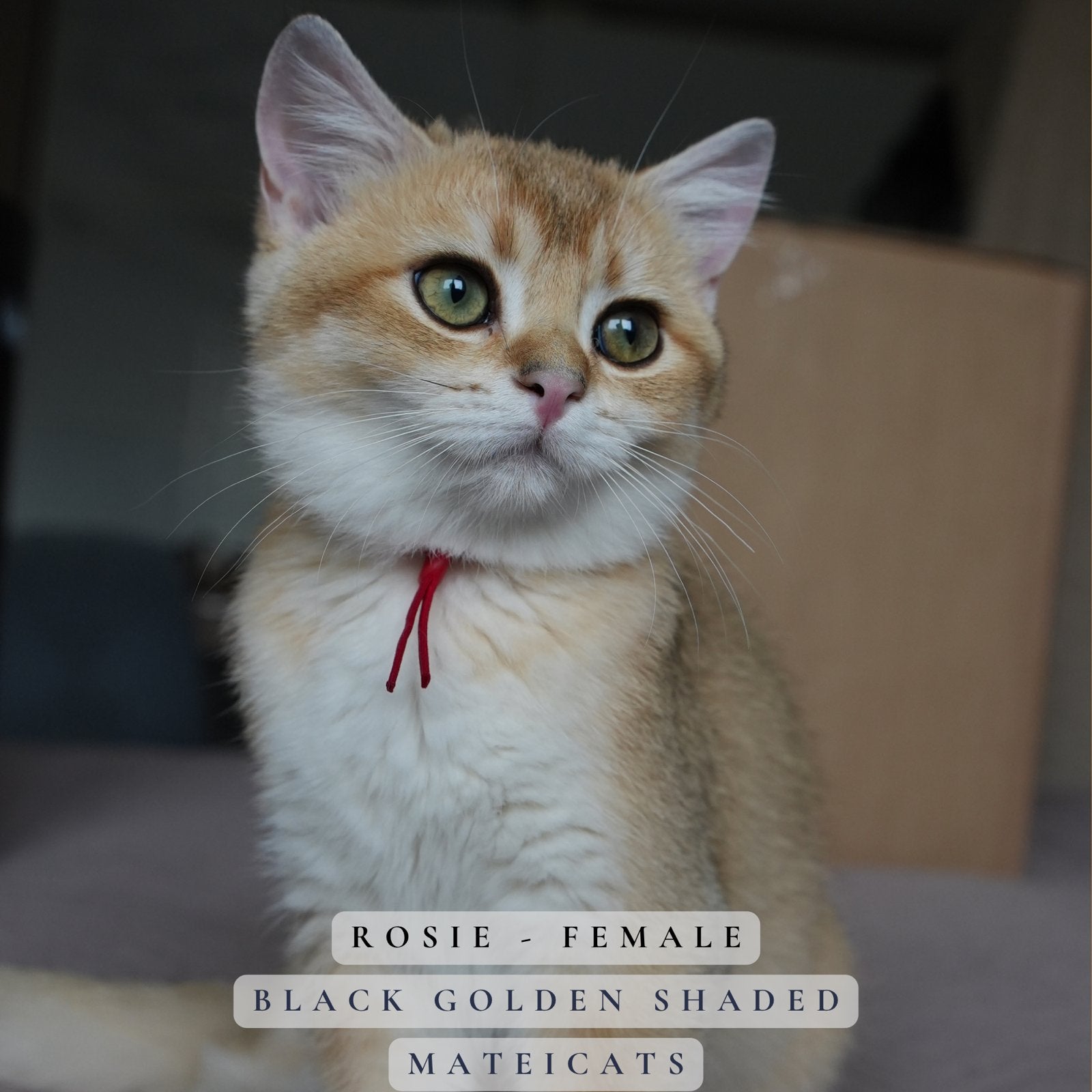 Britse korthaar Black Golden Shaded - Golden Point, Meerdere dieren, Met stamboom, 0 tot 2 jaar