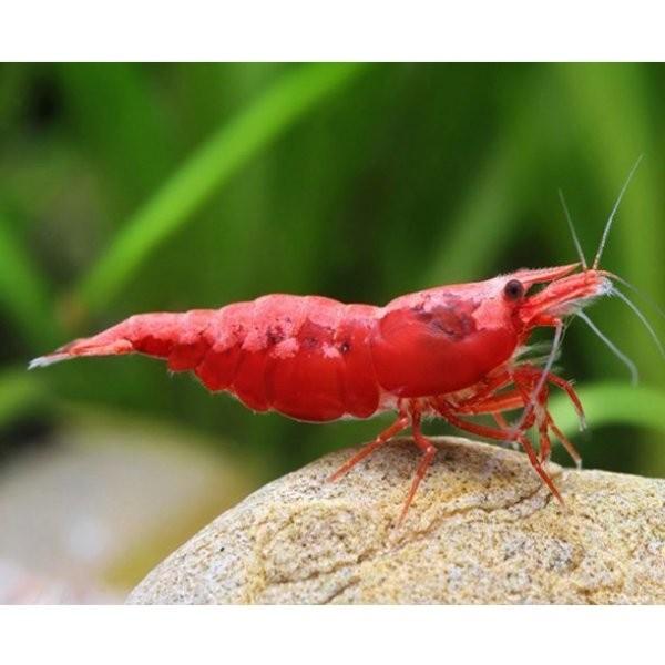 Fire red garnalen neocaridina rood hoge kwaliteit!, Kreeft, Krab of Garnaal