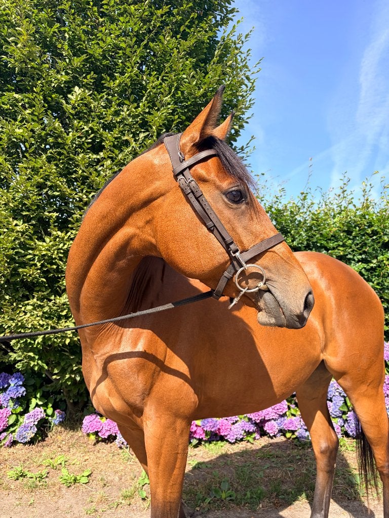 Leuke 4 jarige volbloed merrie, Merrie, Springpaard, B, 3 tot 6 jaar
