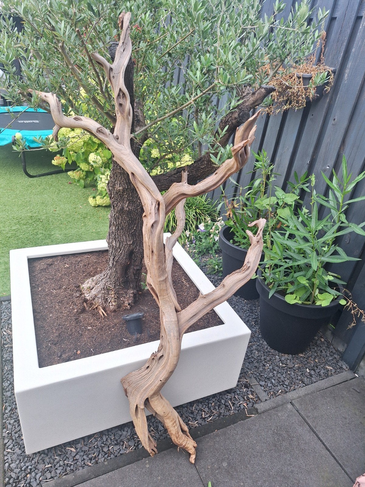 Ghostwood Tak 167 cm Eyecatcher (Eric Kuster), Dieren en Toebehoren, Vogels | Toebehoren, Ophalen