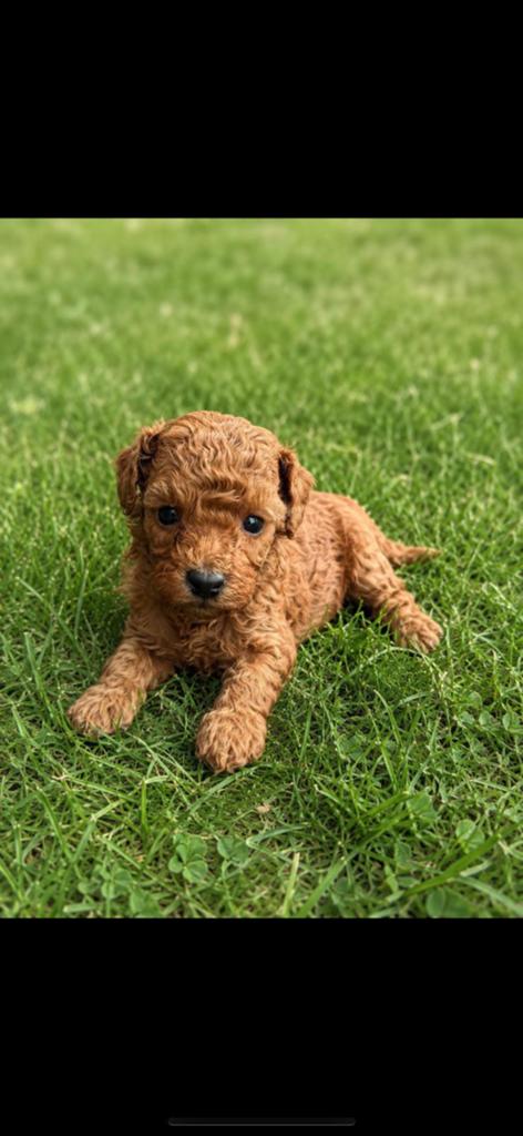 Mini doodle pups 🐶 (6/7 kg), Dieren en Toebehoren, Honden | Chihuahua's en Gezelschapshonden, Meerdere dieren, Overige rassen