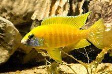 Malawi Cichliden: Aulonocara sp. Maleri Gold, Vis, Zoetwatervis