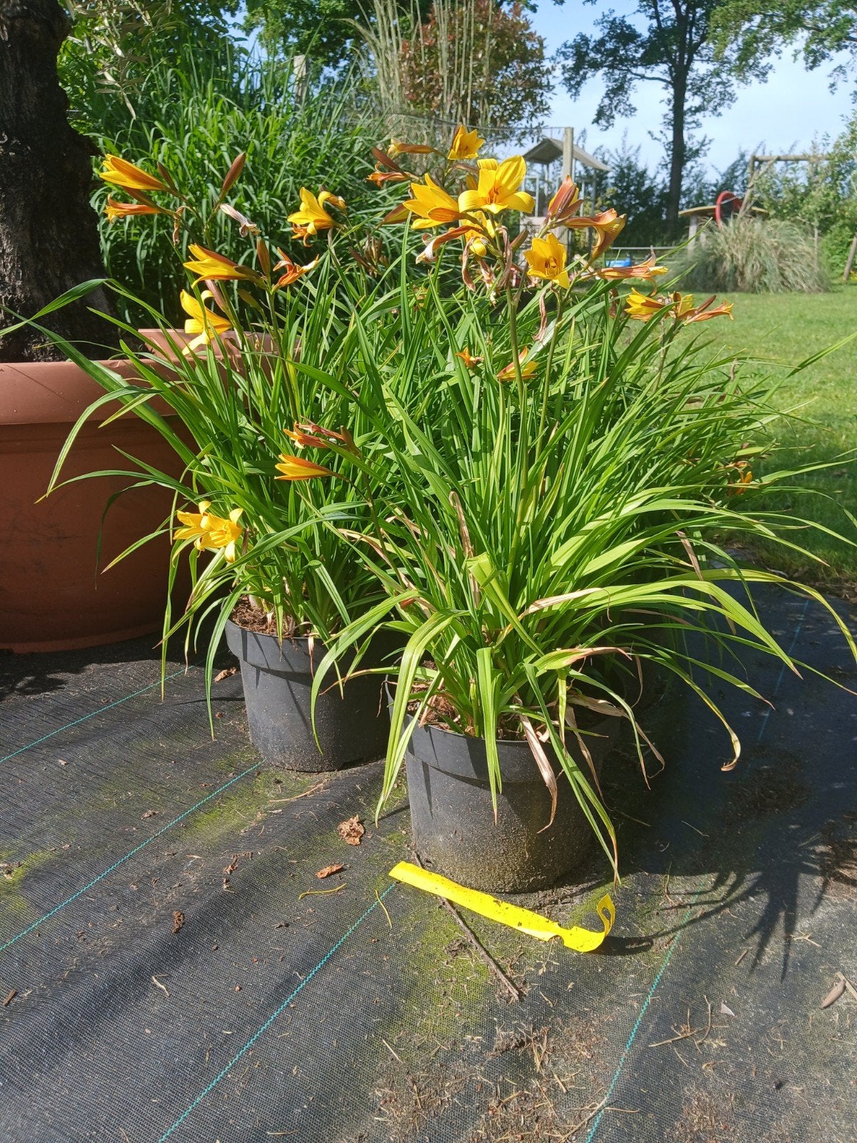 Grote Hemerocallis (Daglelie) - Prachtige Vaste Plant, Overige soorten, Volle zon, Vaste plant, Ophalen of Verzenden