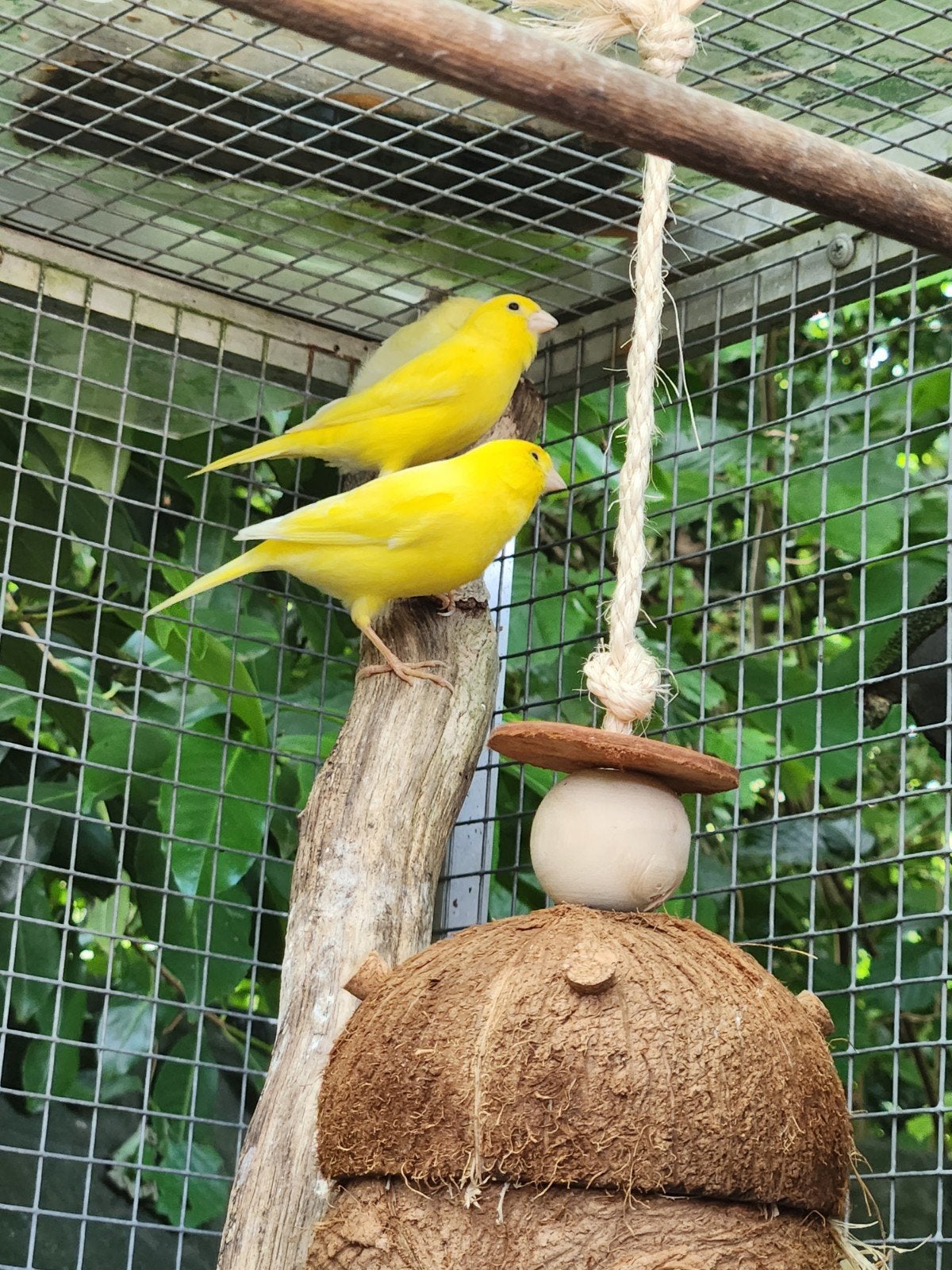 3 Gele zangkanaries, Meerdere dieren, Kleurkanarie
