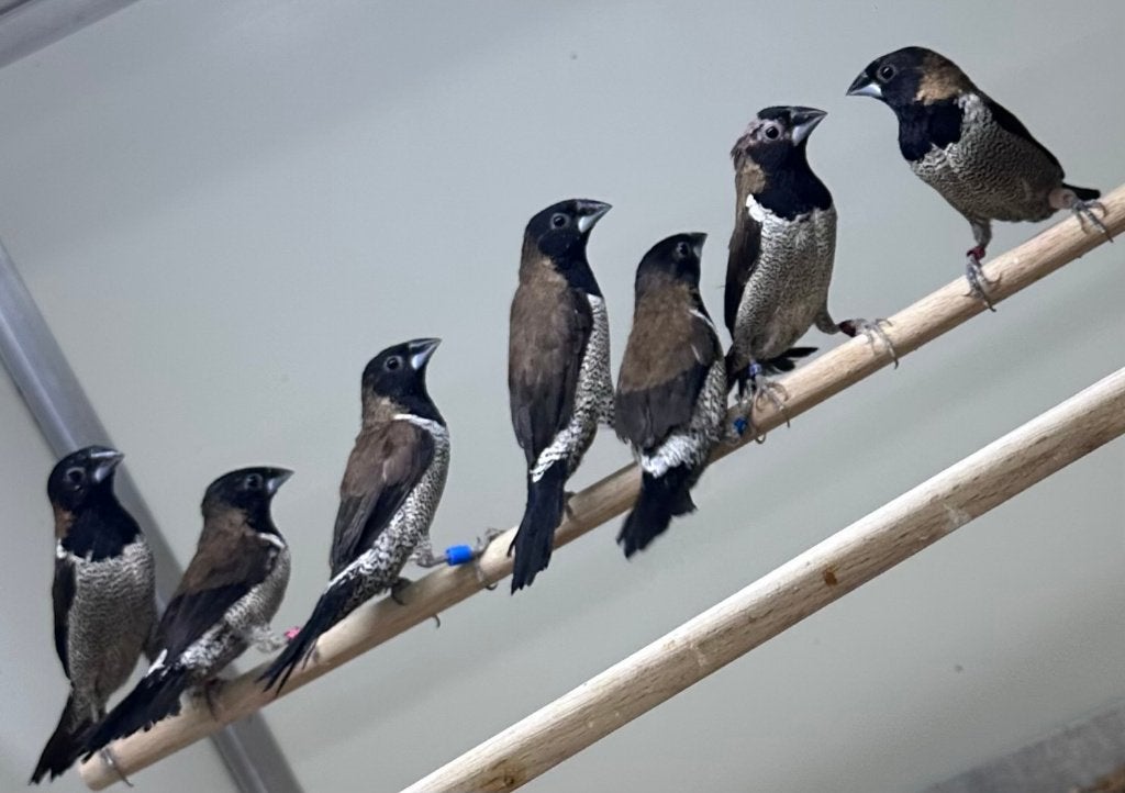 Molukse bronzeman met kuif, Meerdere dieren