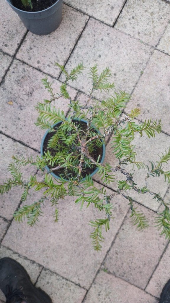 Bonsai Taxus, Tuin en Terras, Planten | Bomen, Bloeit niet, Halfschaduw, Overige soorten, Minder dan 100 cm