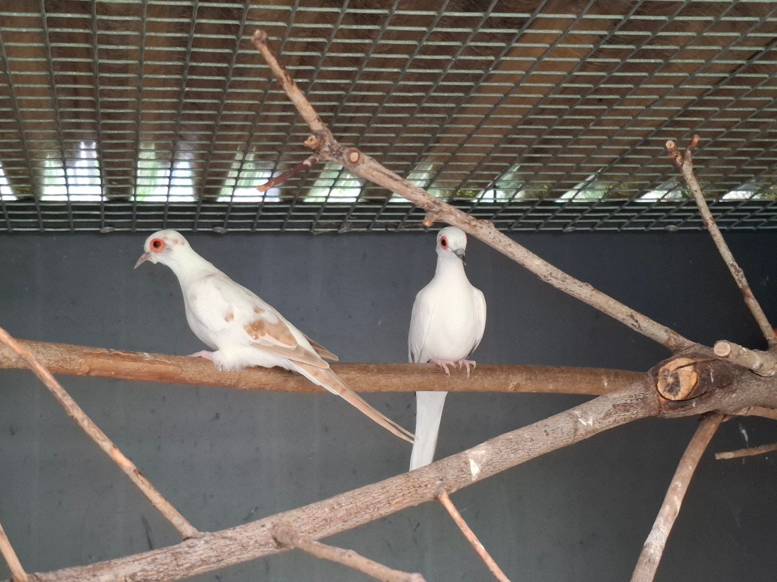 Koppel bonte diamantduiven met jonge., Dieren en Toebehoren, Meerdere dieren, Tropenvogel, Geringd