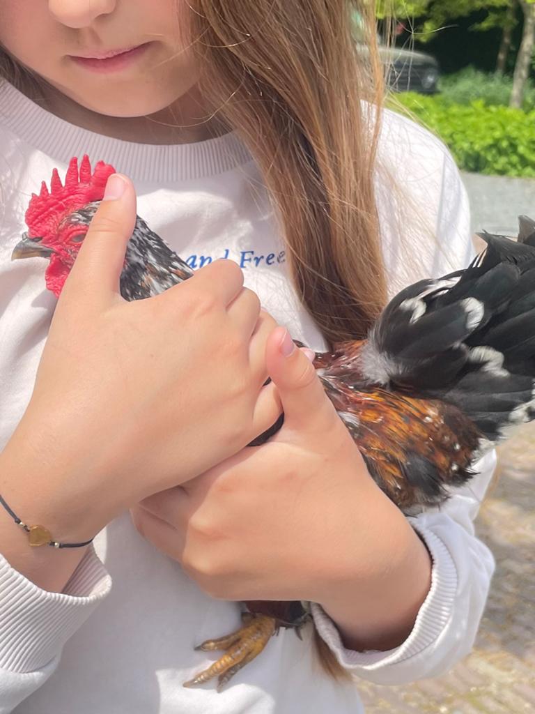 Liefste Serama haantje 🐔, Dieren en Toebehoren, Pluimvee, Mannelijk, Kip