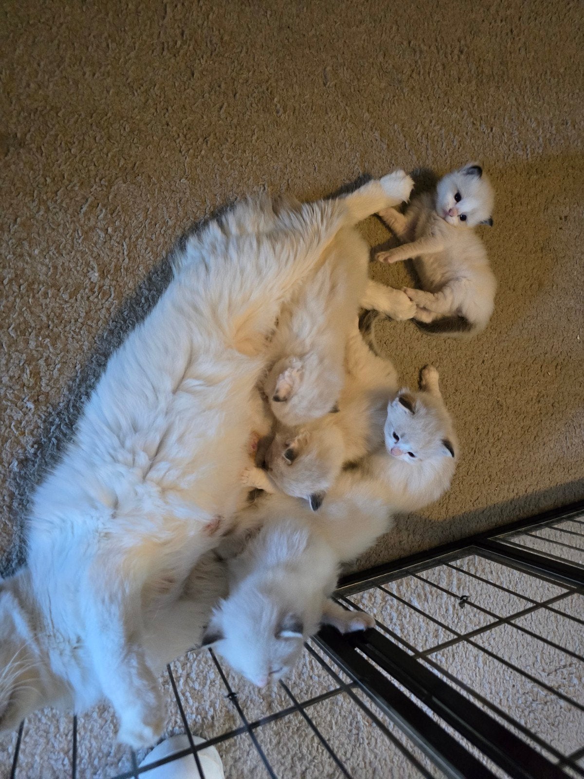 😻💯% Ragdoll kittens nog maar 4😻 uit geteste ouders 💥, Meerdere dieren, Gechipt
