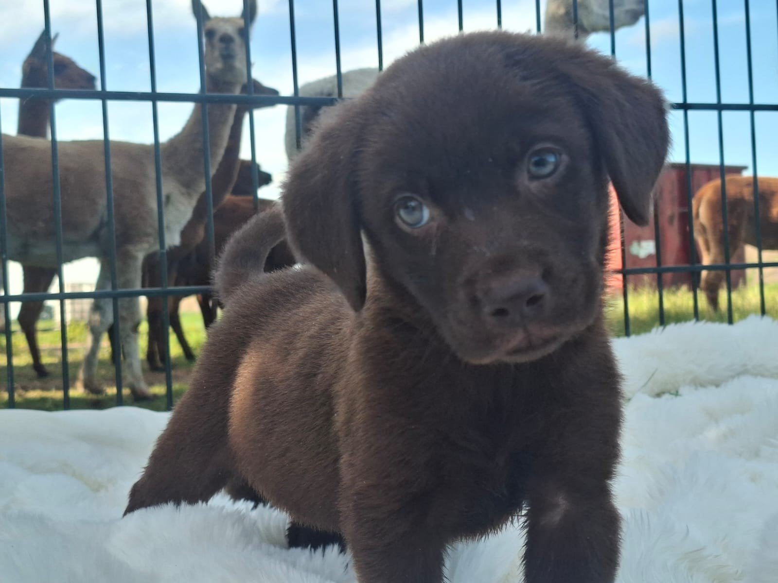 Prachtige labrador pups., Dieren en Toebehoren, Honden | Retrievers, Spaniëls en Waterhonden, Parvo, 8 tot 15 weken, Labrador retriever
