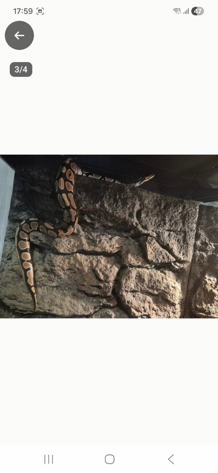 01 pastel NK 25Python regius Ball Python photo 2