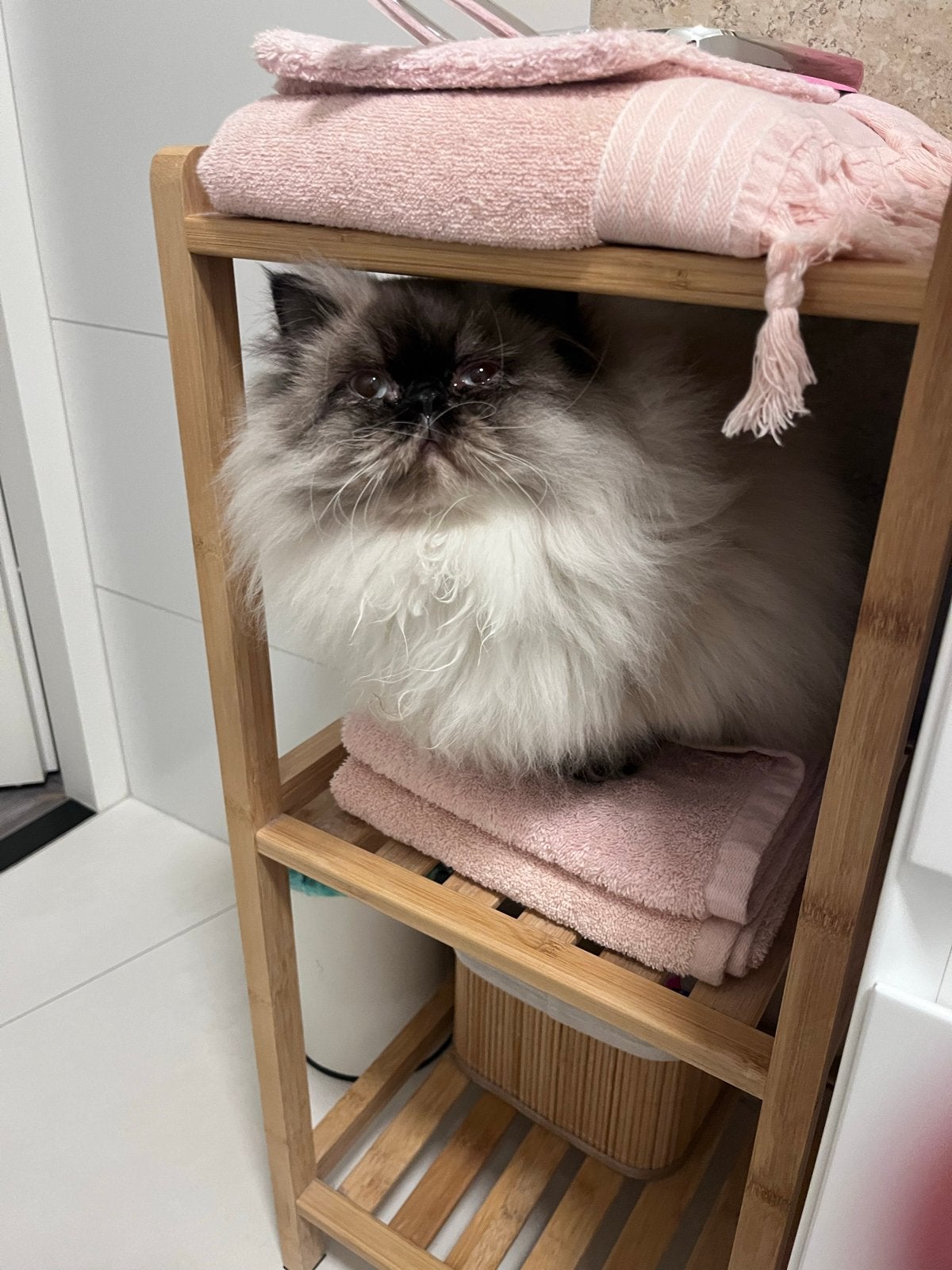 Perzische poes (met stamboom)zoekt een rustig, gouden mandje, Poes