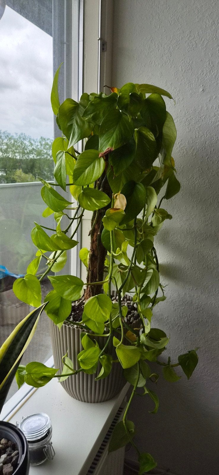 Grote Epipremnum Aureum (Scindapsus) in pot, Ophalen, Overige soorten, Halfschaduw, In pot