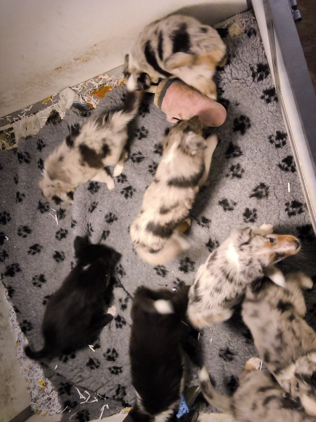 mooi nestje kruising australian Shepherd met Schotse collie, CDV (hondenziekte), 8 tot 15 weken, Collie, Meerdere