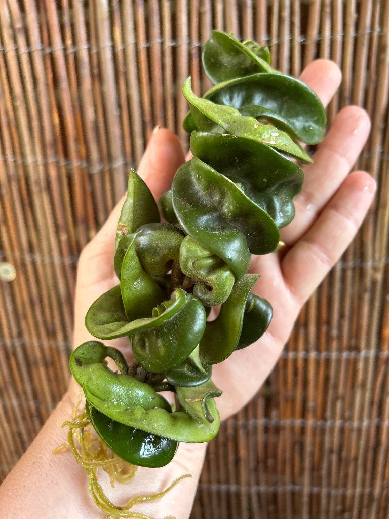 Hoya Compacta 🌱, Huis en Inrichting, Kamerplanten, Ophalen of Verzenden, Overige soorten, Halfschaduw, Minder dan 100 cm