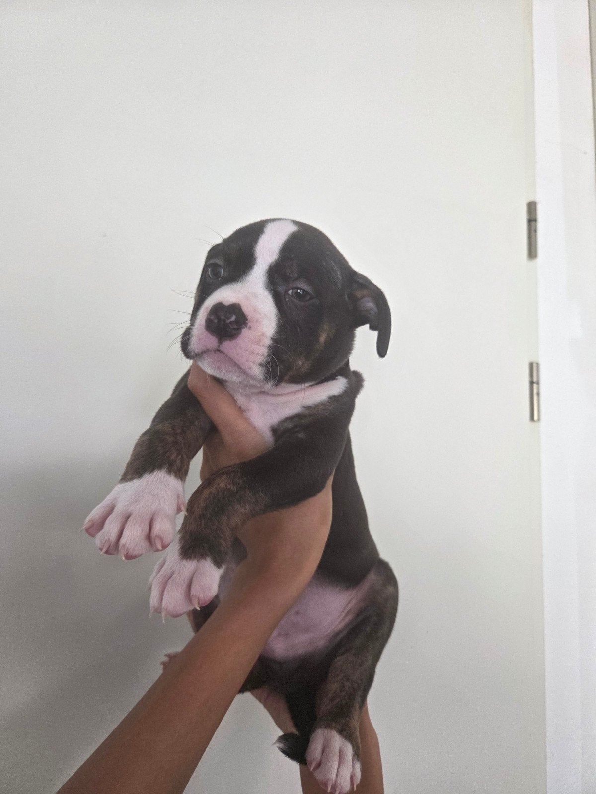 10 prachtige Pitbull x Bully pups beschikbaar, Dieren en Toebehoren, 8 tot 15 weken, Meerdere, Meerdere dieren, Middel