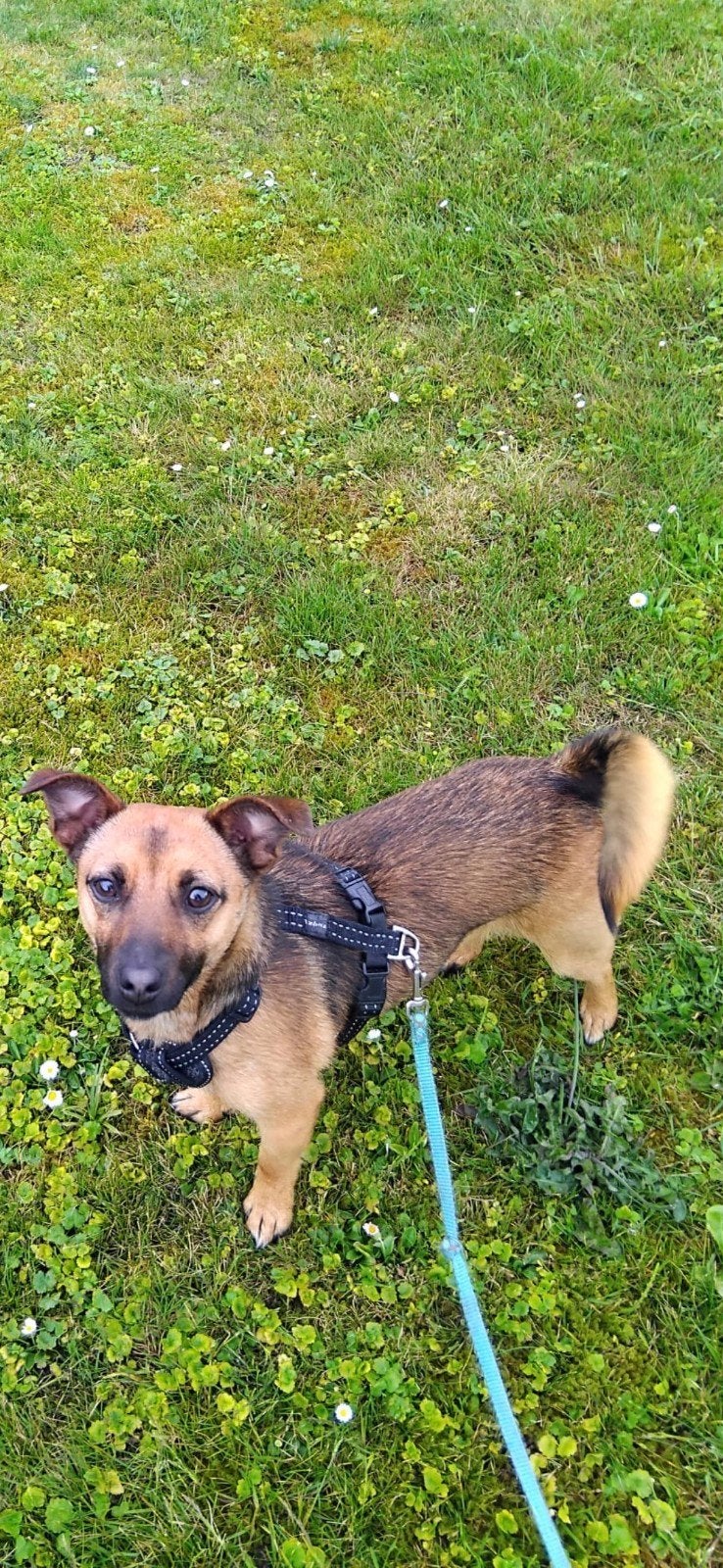 Jack Russel, Jack Russell Terriër, CDV (hondenziekte), 1 tot 2 jaar, Teef