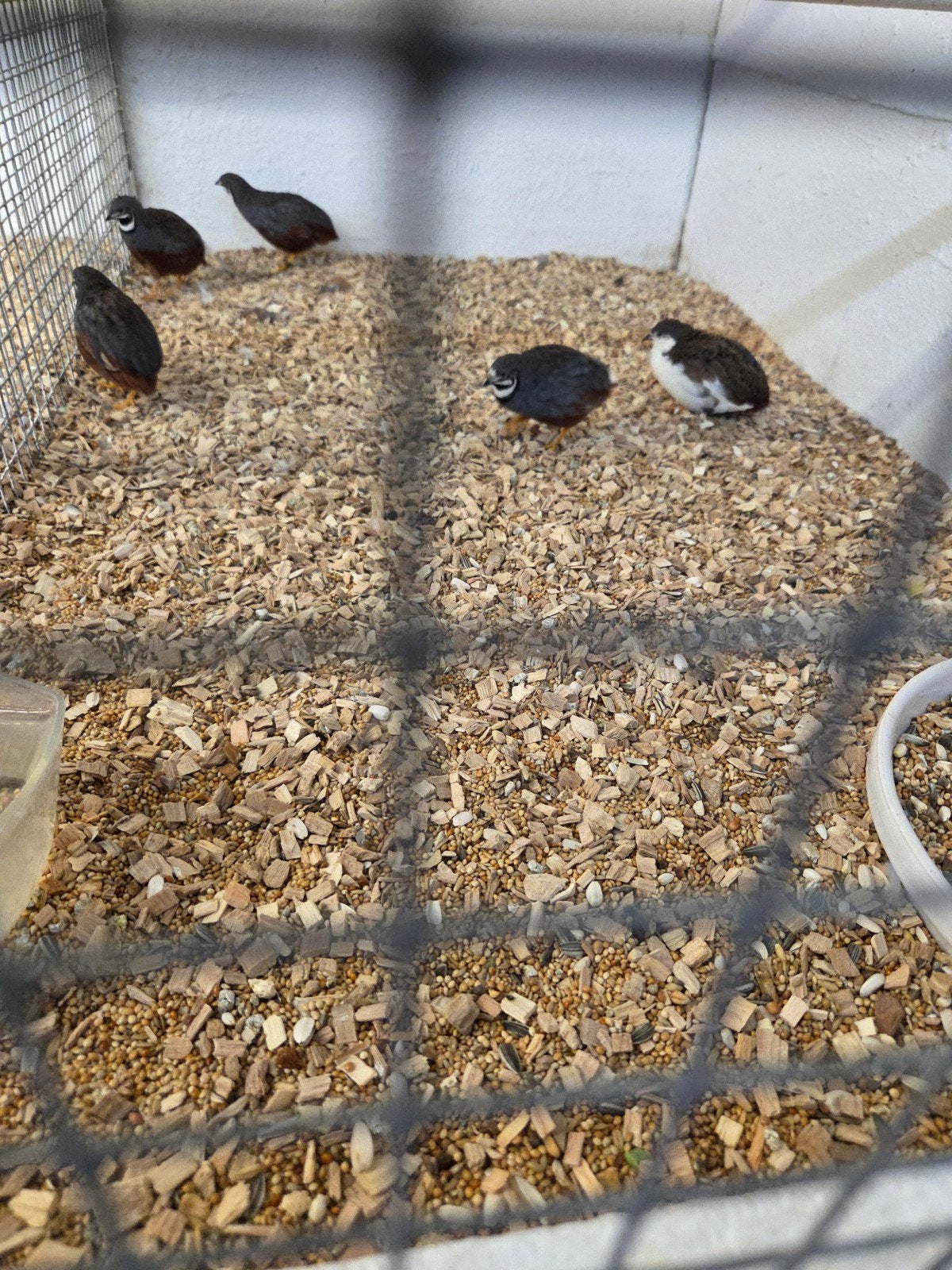 5 kwartel haantjes 1 euro, Dieren en Toebehoren, Vogels | Overige Vogels, Mannelijk