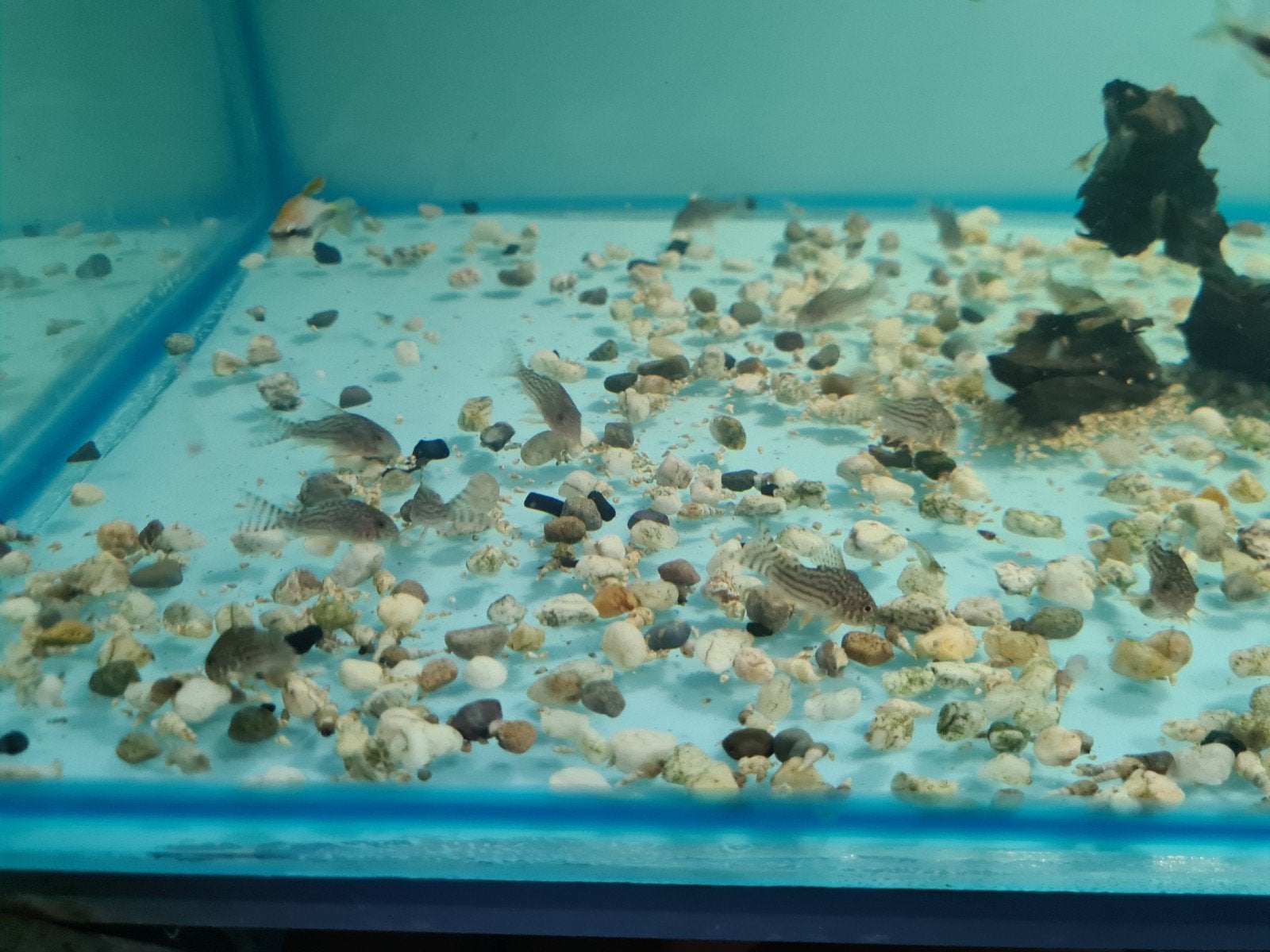 Corydoras sterbai, pantsermeerval, Dieren en Toebehoren, Vissen | Aquariumvissen, Vis, Zoetwatervis