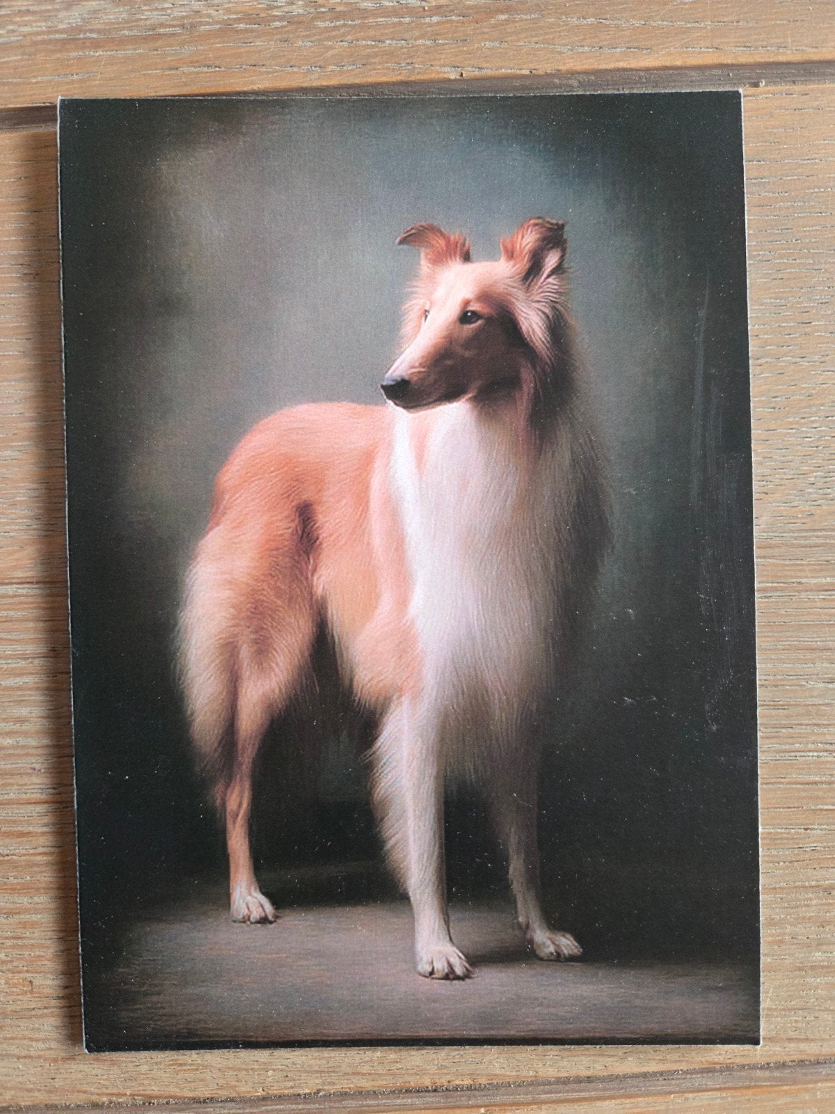 SCHOTSE COLLIE, Ophalen, Hond of Kat
