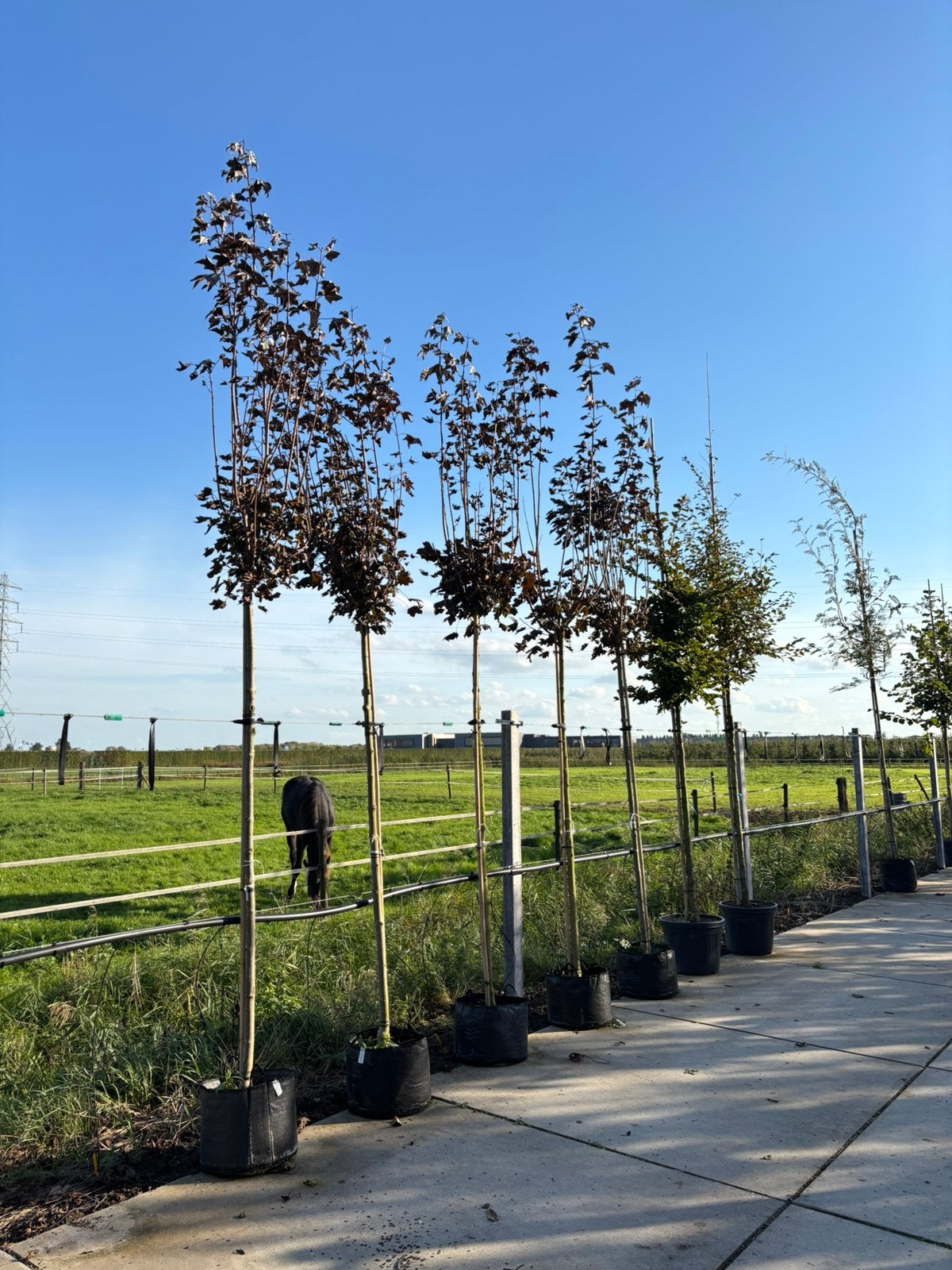 Acer platanoides ‘Crimson Sentry’ – Rode zuil-esdoorn, Tuin en Terras, In pot, Bloeit niet, Halfschaduw, 100 tot 250 cm