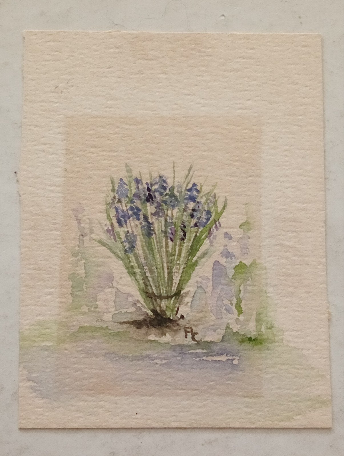 Handgeschilderde Aquarel: Blauwe Druifjes, Ophalen of Verzenden