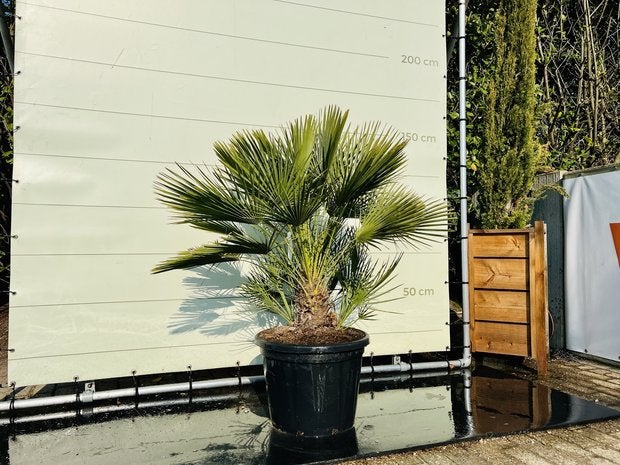 Palmboom - Chamaerops Humilis - hoogte 150 cm, Tuin en Terras, Ophalen of Verzenden, 100 tot 250 cm, Zomer, Palmboom