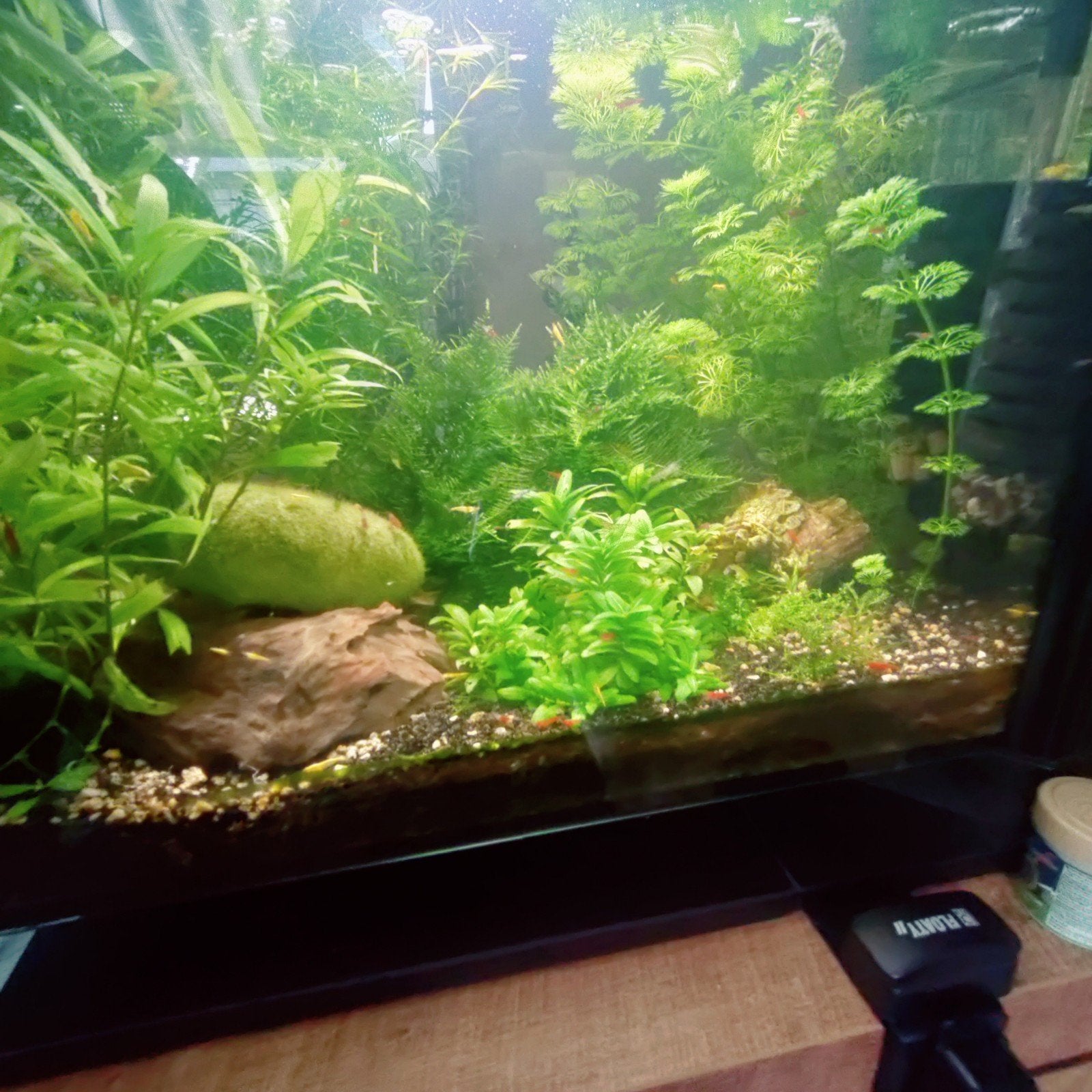 Teveel garnalen in onze bak, Dieren en Toebehoren, Ophalen, Zo goed als nieuw, Overige typen
