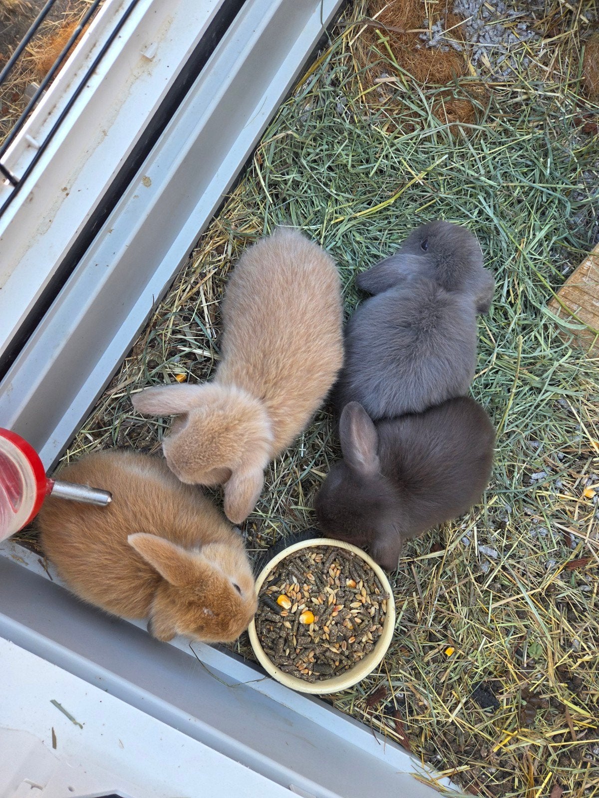 minilop, Dieren en Toebehoren, Meerdere dieren, Dwerg
