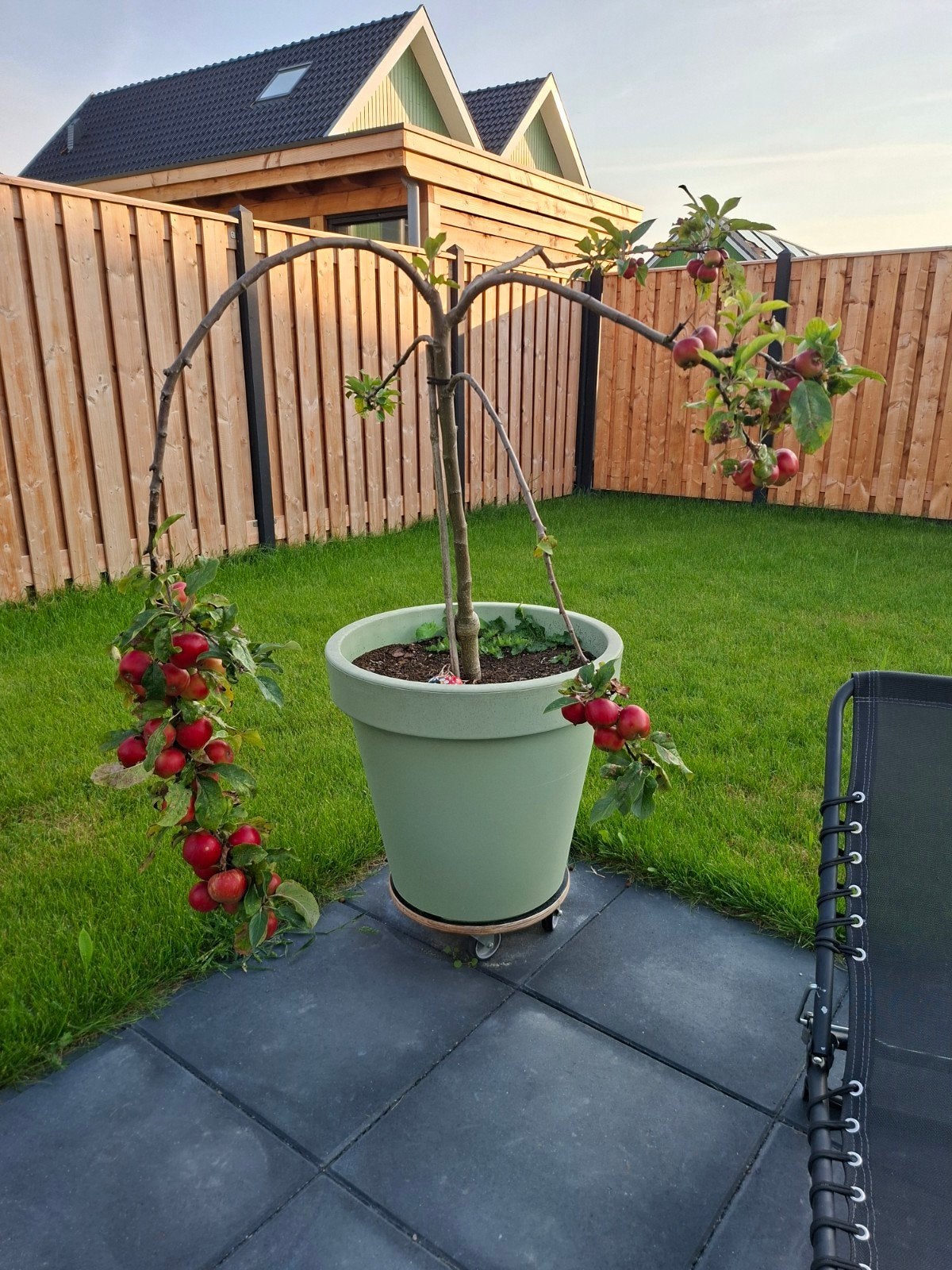Appelboom, Ophalen, In pot, Appelboom, Halfschaduw