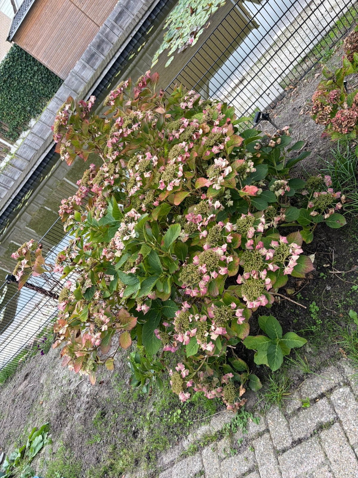 Hortensia gratis, Ophalen, Overige soorten, Halfschaduw
