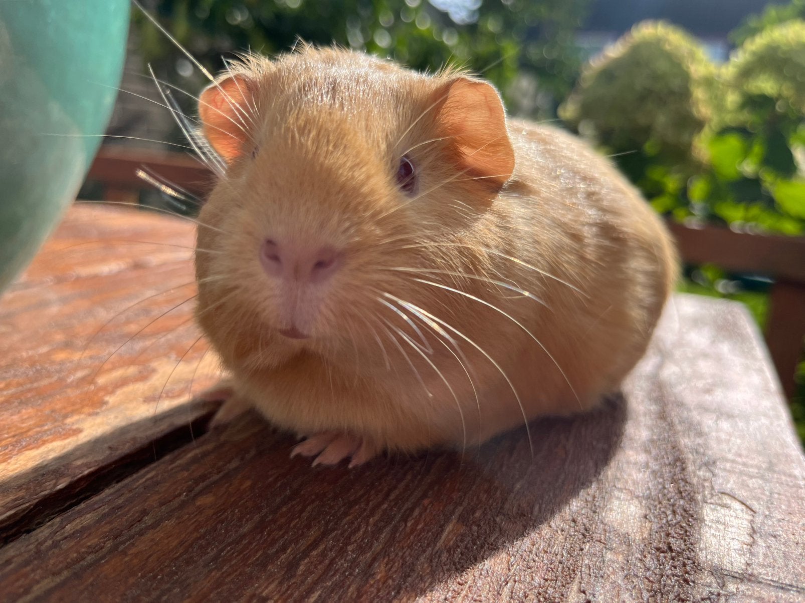Prachtig creme kleurig jong cavia zeugje mag verhuizen, Cavia, Augustus, Vrouwelijk, Tam