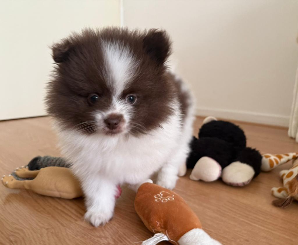 Pomeriaan/ Pomerianen pup reutje te koop, Dieren en Toebehoren, Keeshond, Reu, 8 tot 15 weken, Parvo