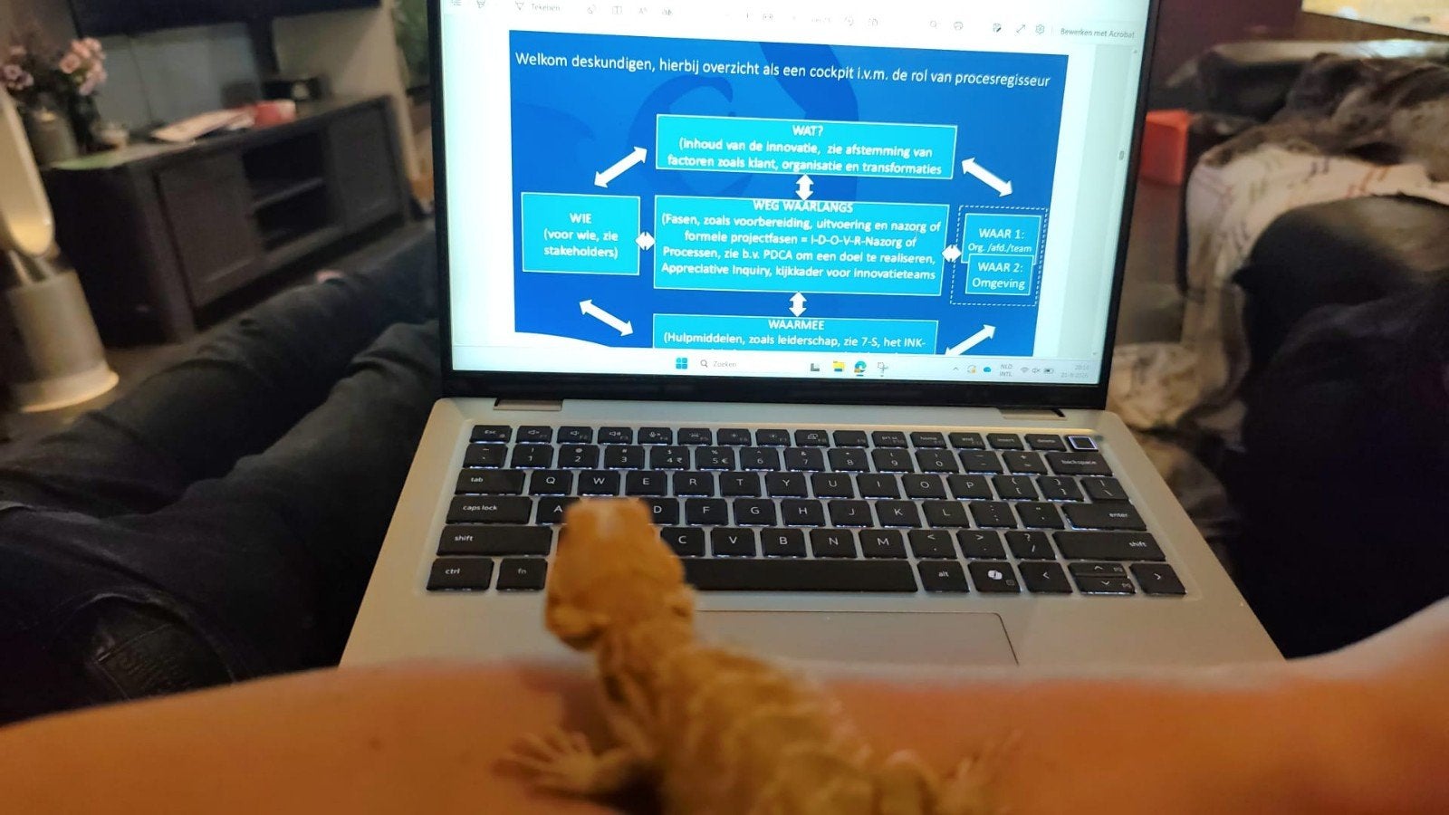 Jonge Baardagaam, Pogona Vitticeps. Bearded Dragon photo 4