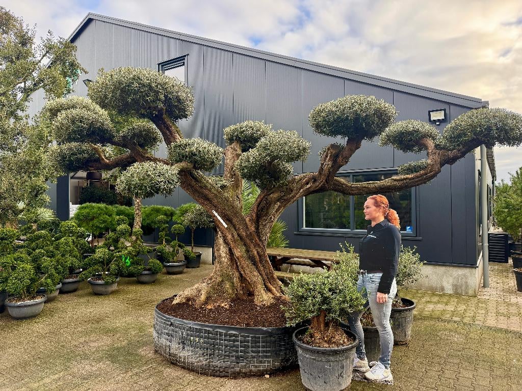 Mega bonsai olijfboom / olijfbomen met plateaus's te koop!!, Bloeit niet, Ophalen of Verzenden, Olijfboom, 250 tot 400 cm