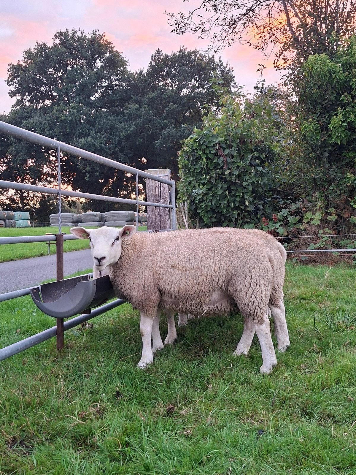 dekrammen schapen zwoegervrij gecertificeerd, Dieren en Toebehoren