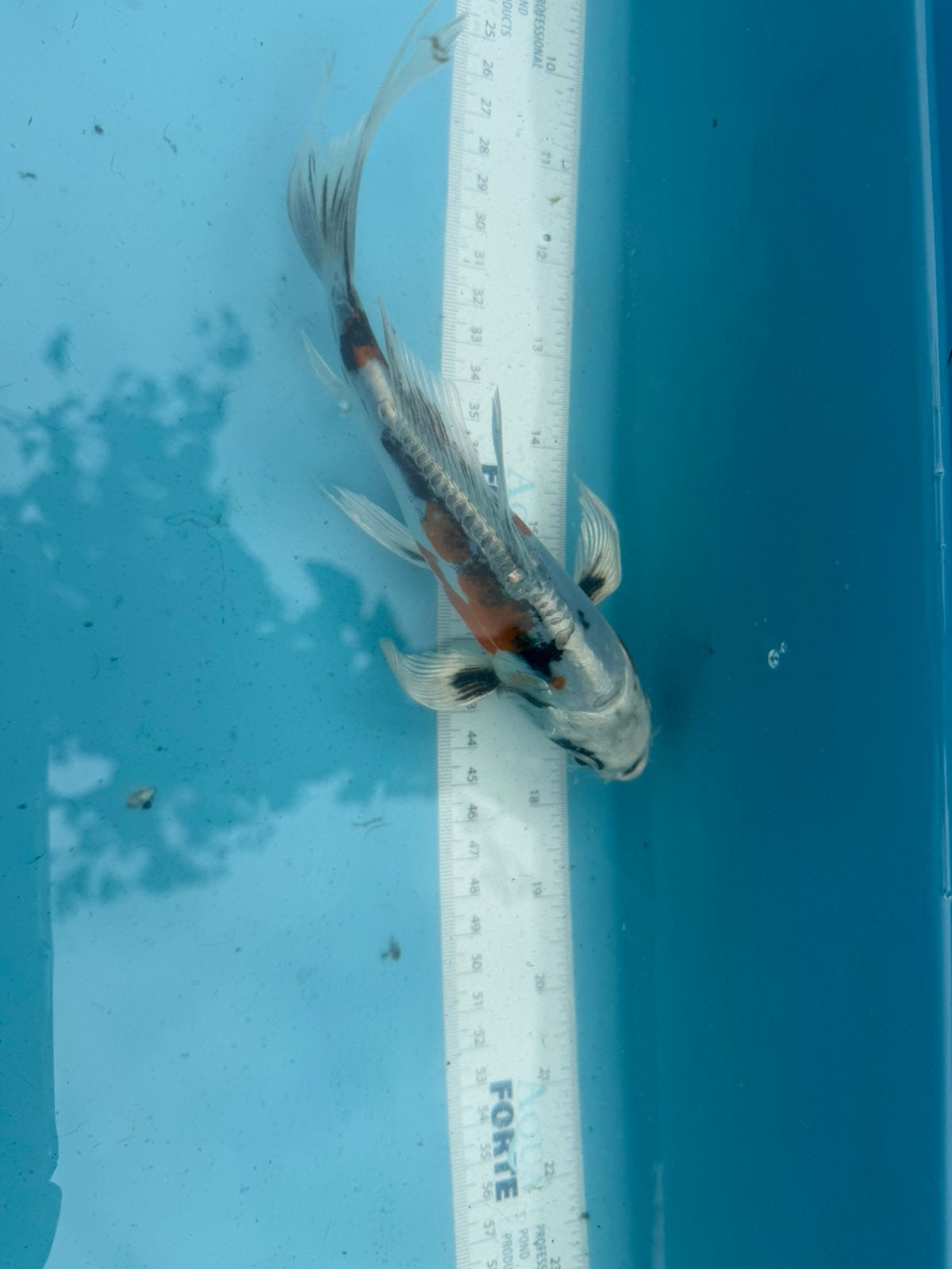 Vlinder koi, Dieren en Toebehoren, Vissen | Vijvervissen, Karper of Koi