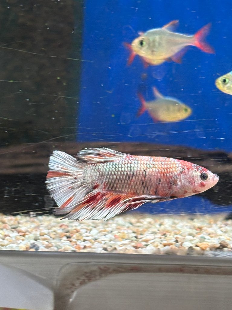 Gaint Betta's, Dieren en Toebehoren, Vis, Zoetwatervis, Schoolvis