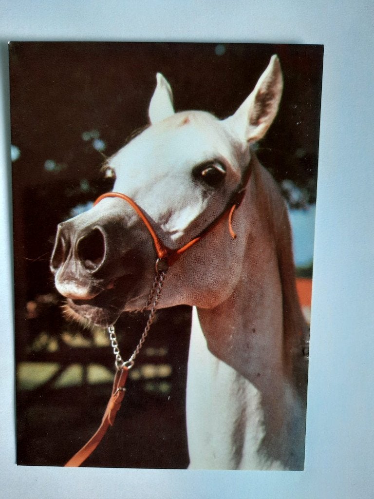 ansichtkaarten paard veulen Arabier, Ophalen, 1980 tot heden, Ongelopen, Paard