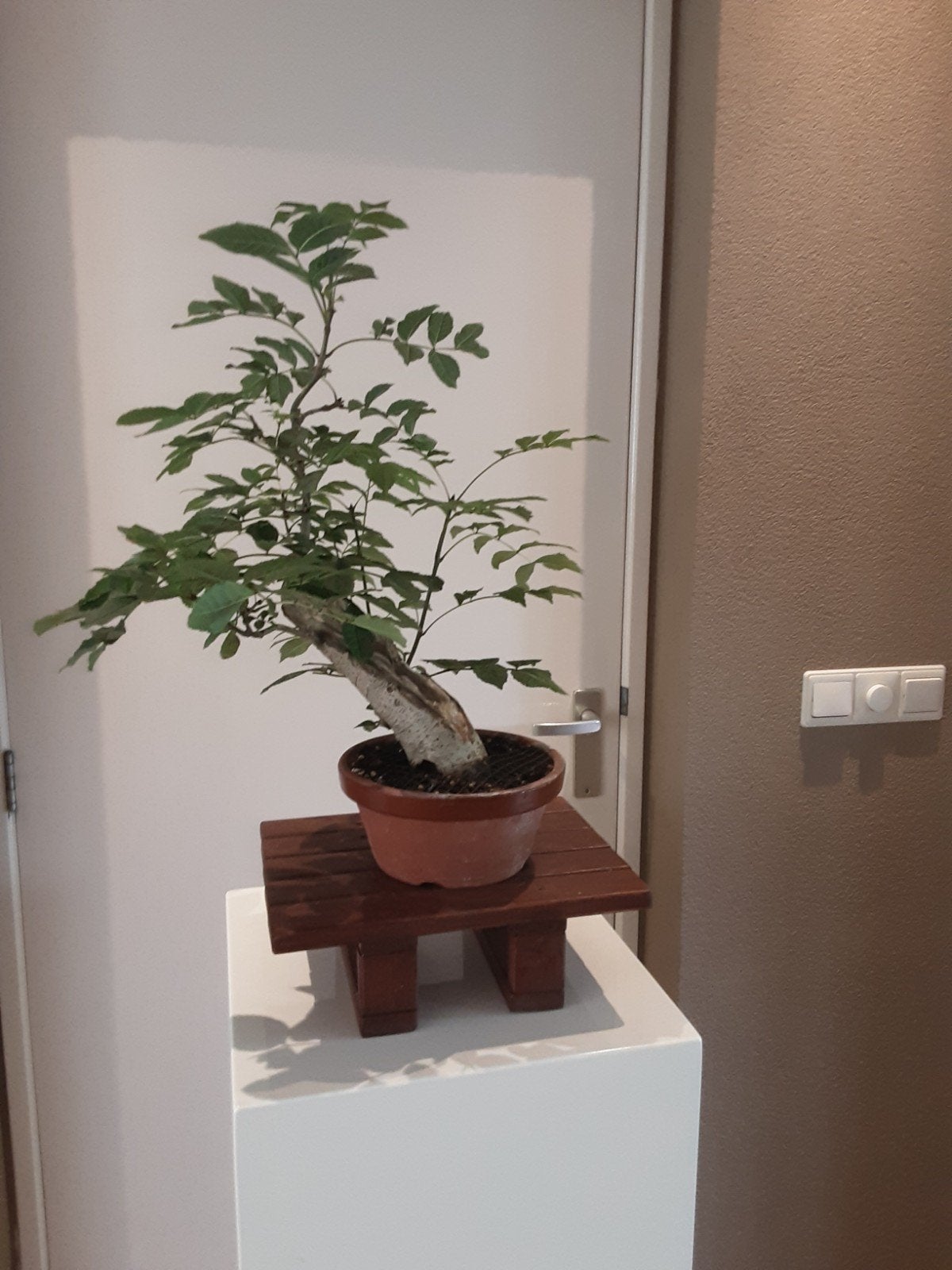 Bonsai.diverse (pre), Tuin en Terras, Planten | Bomen, Halfschaduw, Overige soorten, Minder dan 100 cm, Zomer