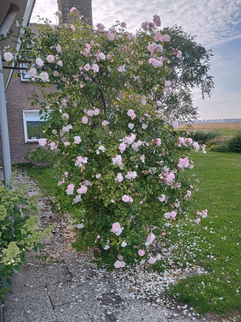 Rozen met boog, Tuin en Terras, Ophalen, Overige soorten, Struik, 250 cm of meer
