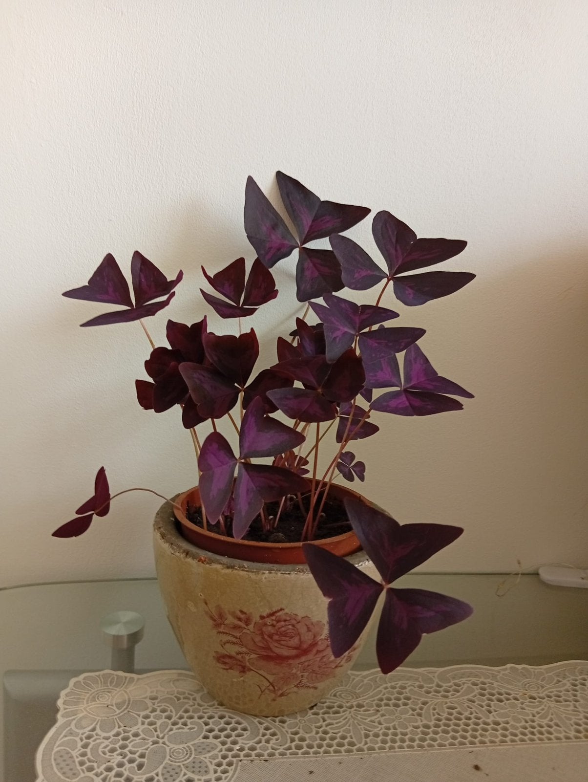 Vlinderplant met pot, Huis en Inrichting, Ophalen, Halfschaduw, In pot, Minder dan 100 cm
