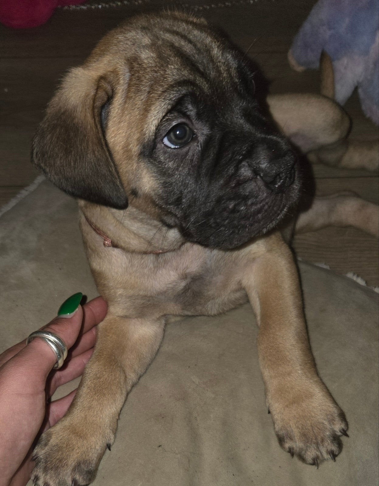 Prachtige bullmastiff x cane corso pups!, Dieren en Toebehoren, 8 tot 15 weken, Groot, Meerdere, Meerdere dieren