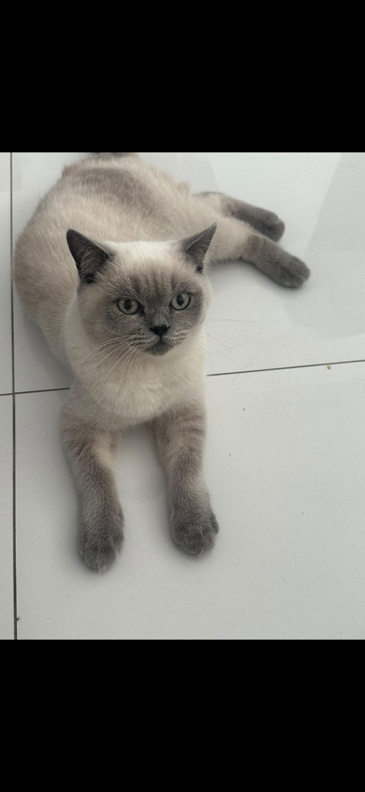 2 Britse korthaarkatten, Dieren en Toebehoren, Meerdere dieren, Gechipt, 0 tot 2 jaar