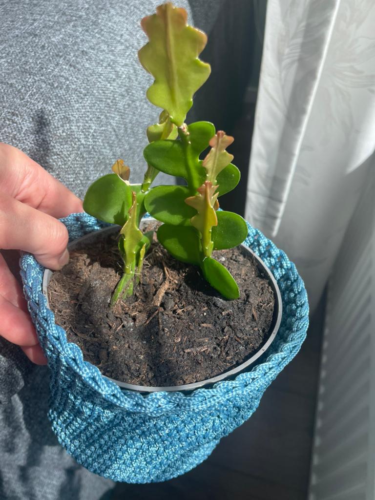 Zaagcactus (2 plantjes in 1), Huis en Inrichting, Ophalen, Halfschaduw, Minder dan 100 cm