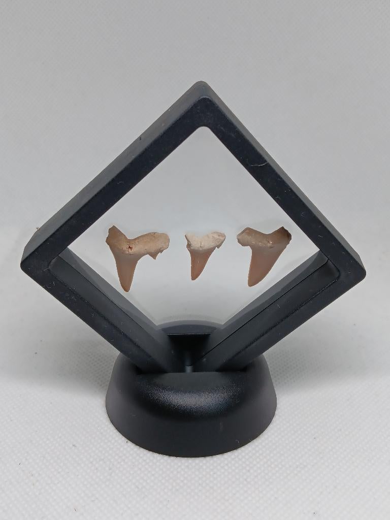 Set van 3 Fossiele Otodus Haaientanden in 7x7 Display, Verzamelen, Ophalen of Verzenden, Fossiel