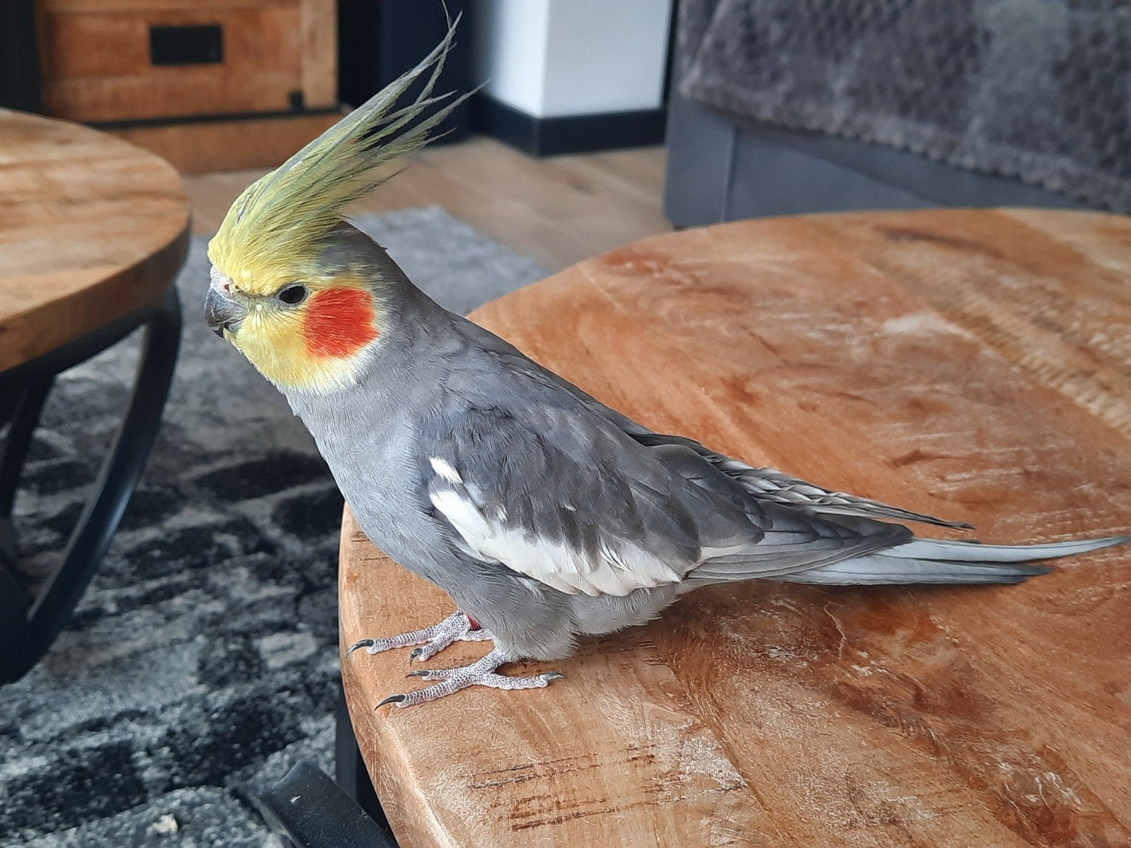 Super lieve valkparkiet, Dieren en Toebehoren, Mannelijk, Parkiet, Geringd
